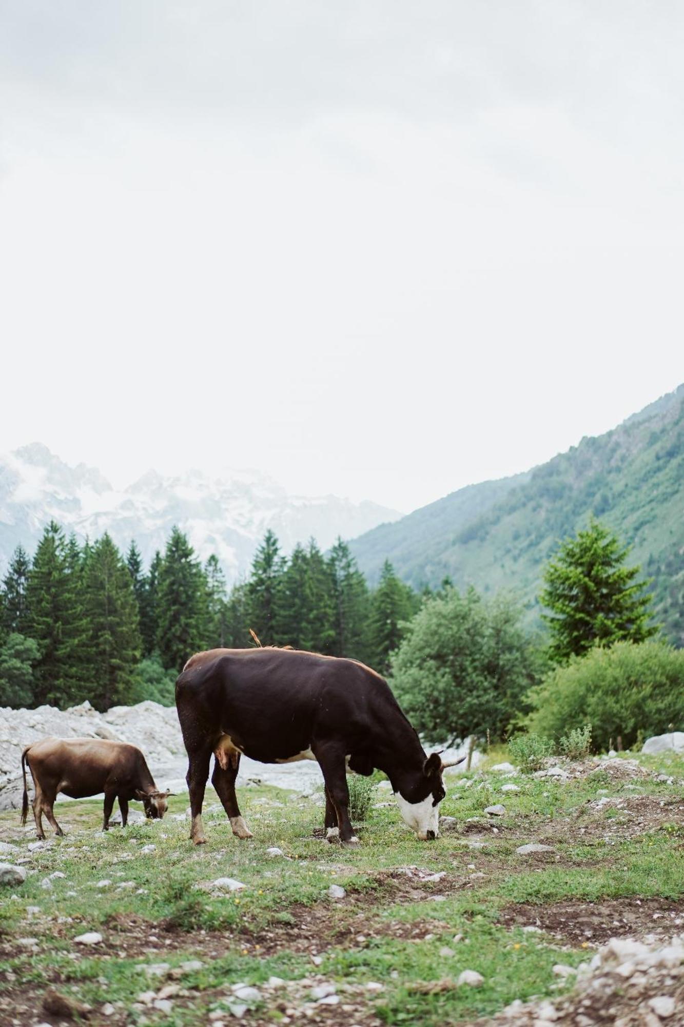 Valbona Resort & Spa Dış mekan fotoğraf